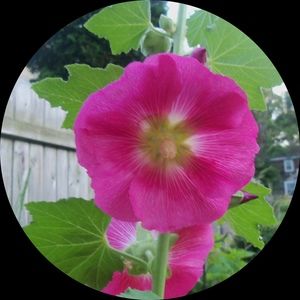 Meet your Posher, Maureen